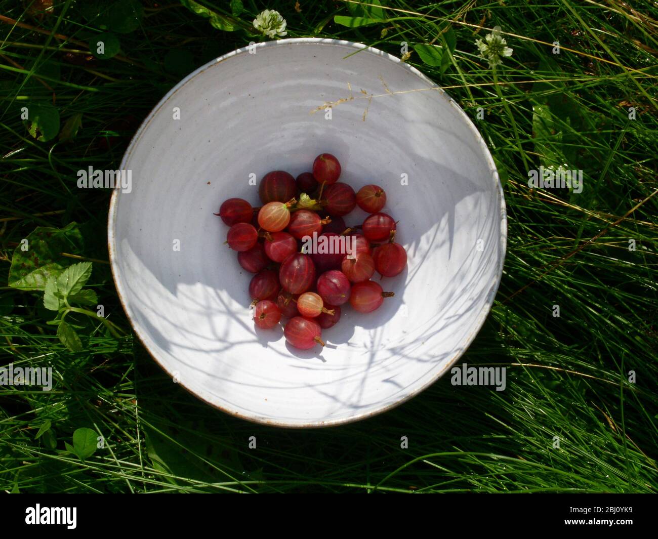 Mirtilli rossi appena raccolti in ciotola di ceramica bianca, al sole - Foto Stock