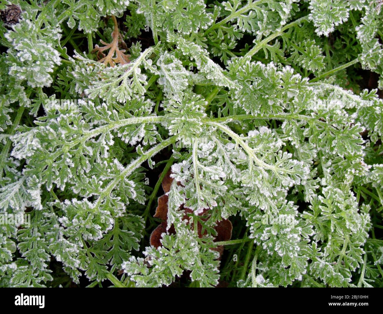 Terreno congelato in gennaio con foglie autunnali e germogli primaverili. Kent Inghilterra Regno Unito - Foto Stock