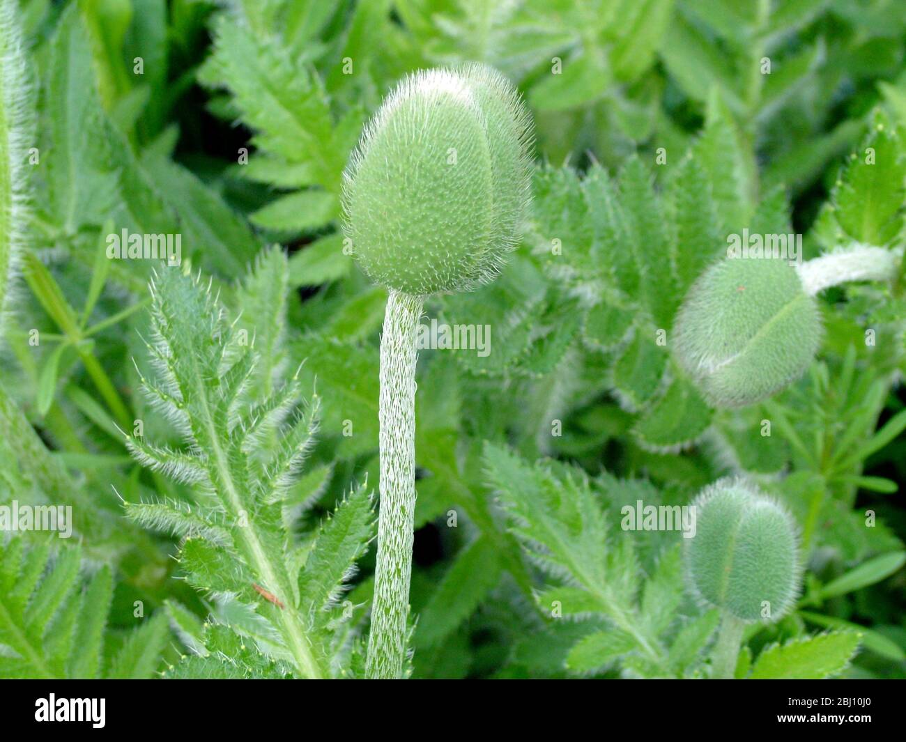 Boccioli stretti di fiori di papavero in giardino a Kent, Inghilterra, Regno Unito. Molla - Foto Stock