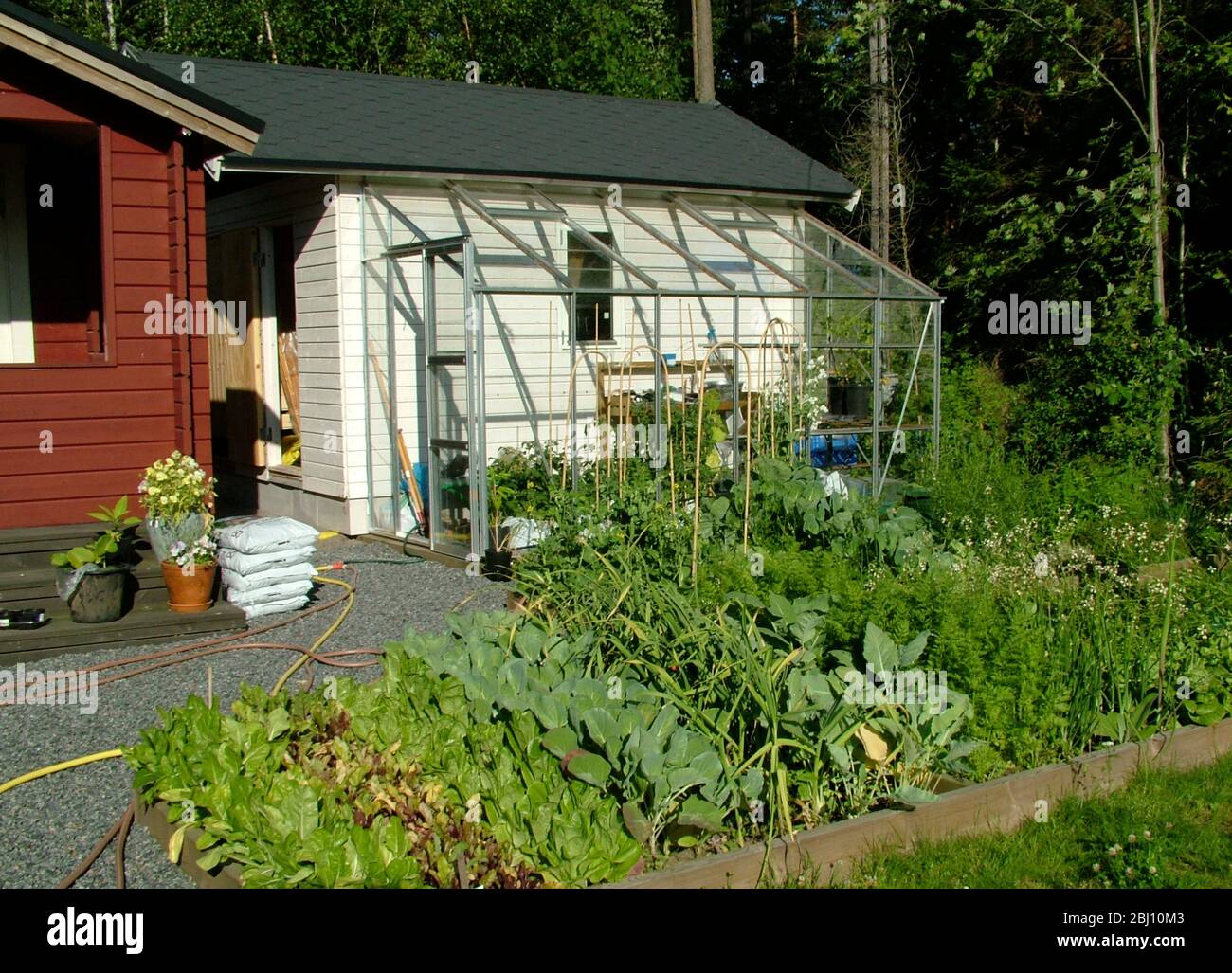 Piccolo appezzamento di verdure in giardino della casa estiva svedese - Foto Stock