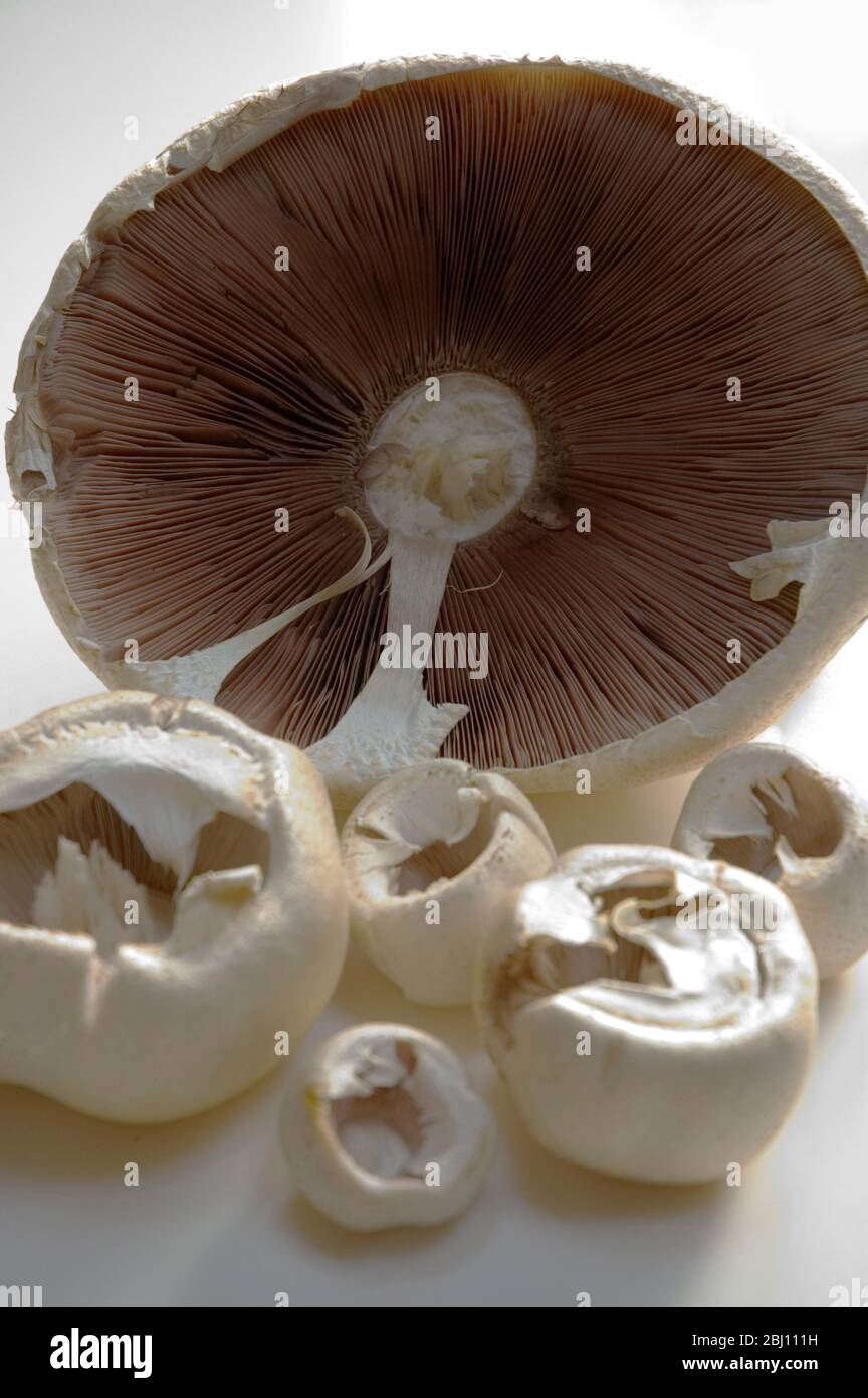 Funghi selvatici di cui un gigante - Foto Stock