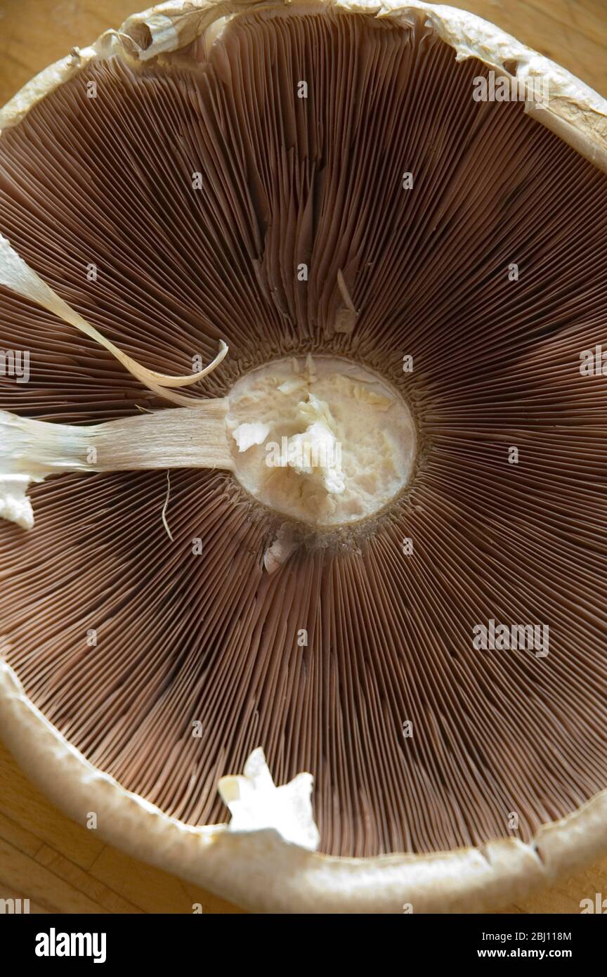 Funghi giganti campo selvaggio circa 20 cm attraverso - Foto Stock