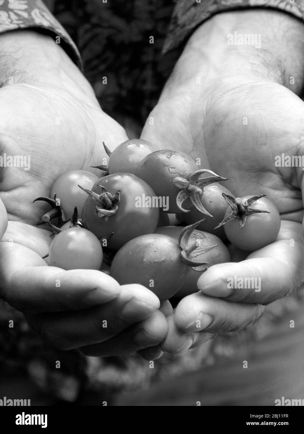 Pomodori coltivati in casa, appena raccolti tenuti in mano dell'uomo - Foto Stock