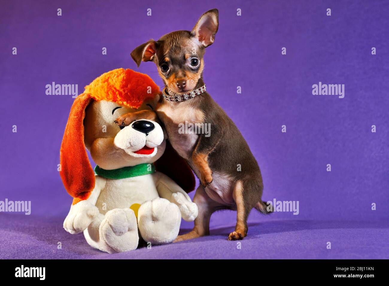 Cucciolo di Russky a pelo corto (terriere giocattolo russo) Foto Stock