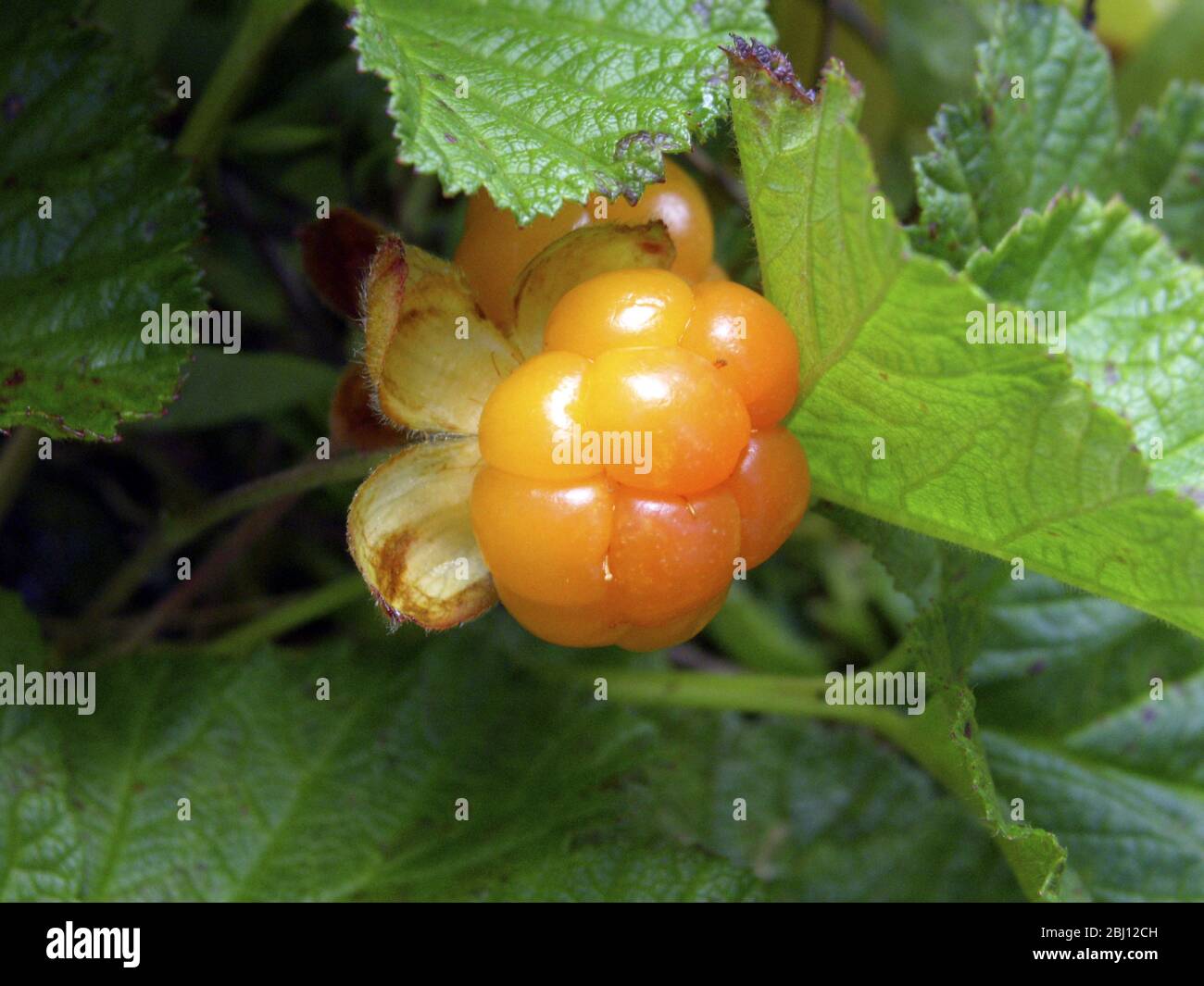 Il bacche nuvoloso, Rubus chamaemorus L., Rosaceae, è un piccolo brambone erbaceo comune alle torbiere nell'emisfero settentrionale. Il bacca ha un m forte Foto Stock