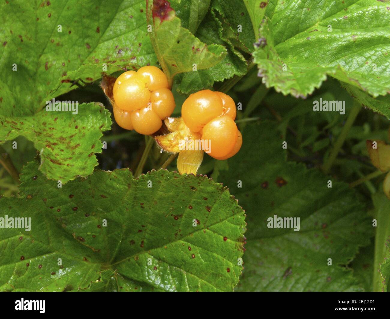 Il bacche nuvoloso, Rubus chamaemorus L., Rosaceae, è un piccolo brambone erbaceo comune alle torbiere nell'emisfero settentrionale. Il bacca ha un m forte Foto Stock