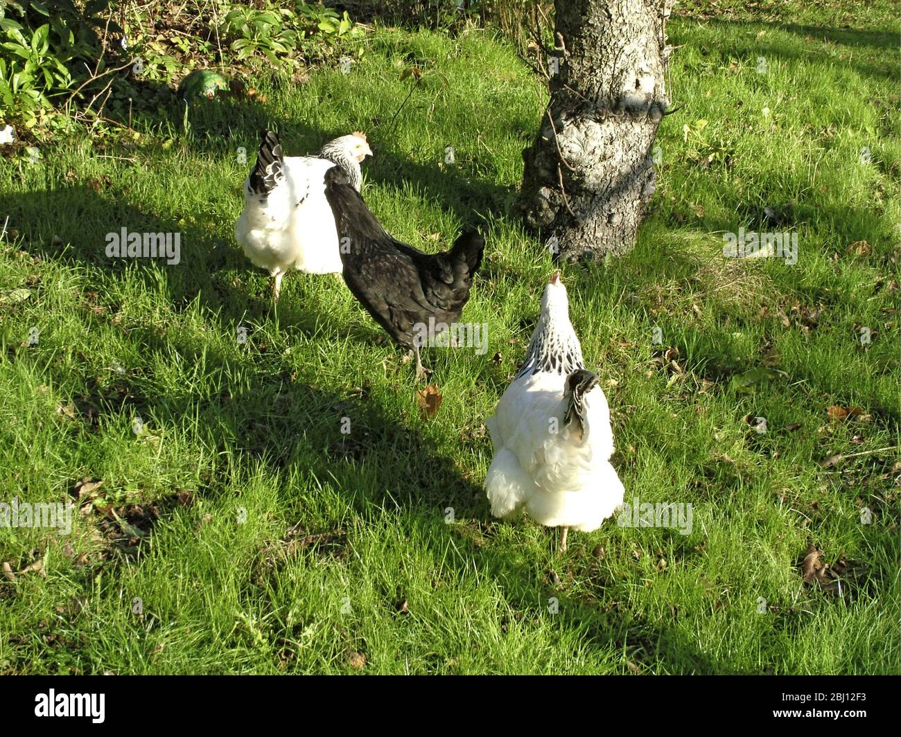 Polli che corrono gratis in giardino - Foto Stock