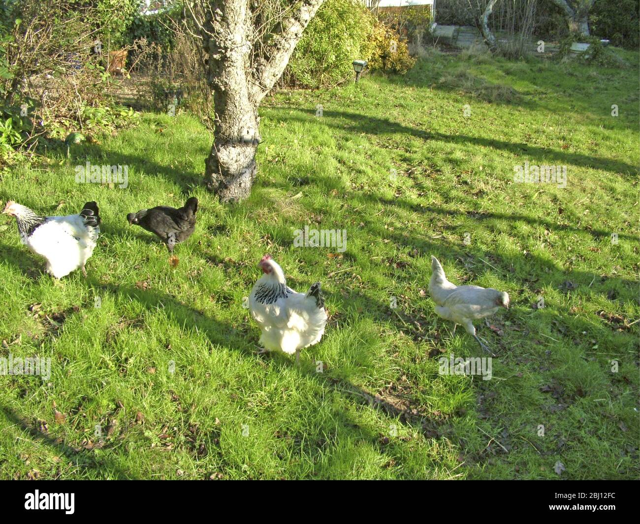 Polli che corrono gratis in giardino - Foto Stock