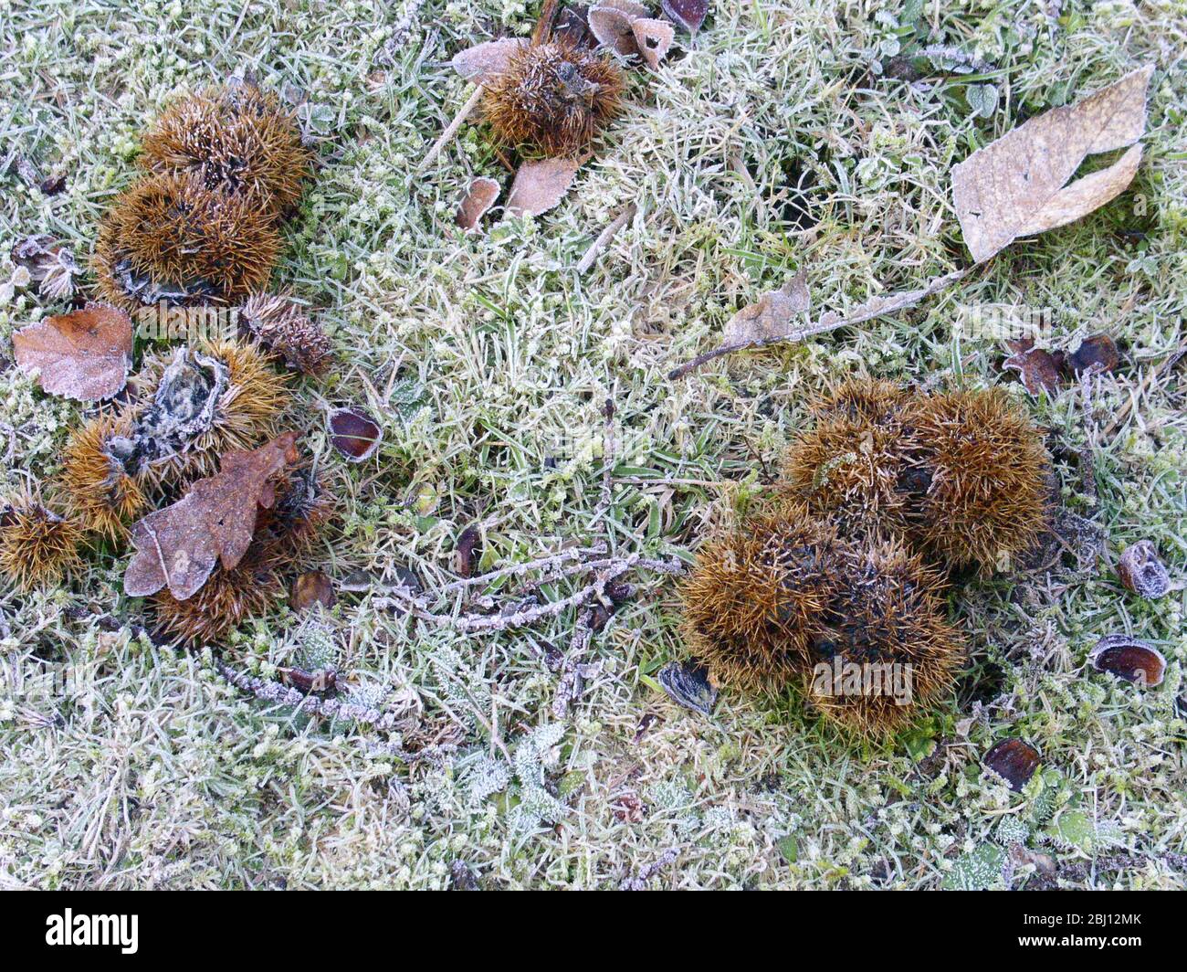 Terreno congelato con bave di castagno dolce e foglie - Foto Stock