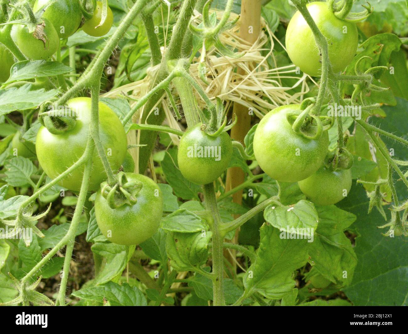 Pomodori verdi - Foto Stock