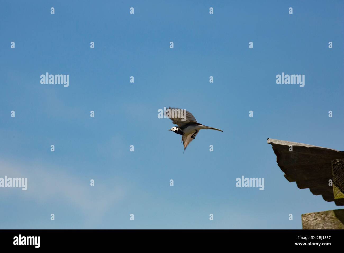 Una coda di pied, Motacilla alba, decollo da un edificio agricolo in primavera. North Dorset England GB Foto Stock