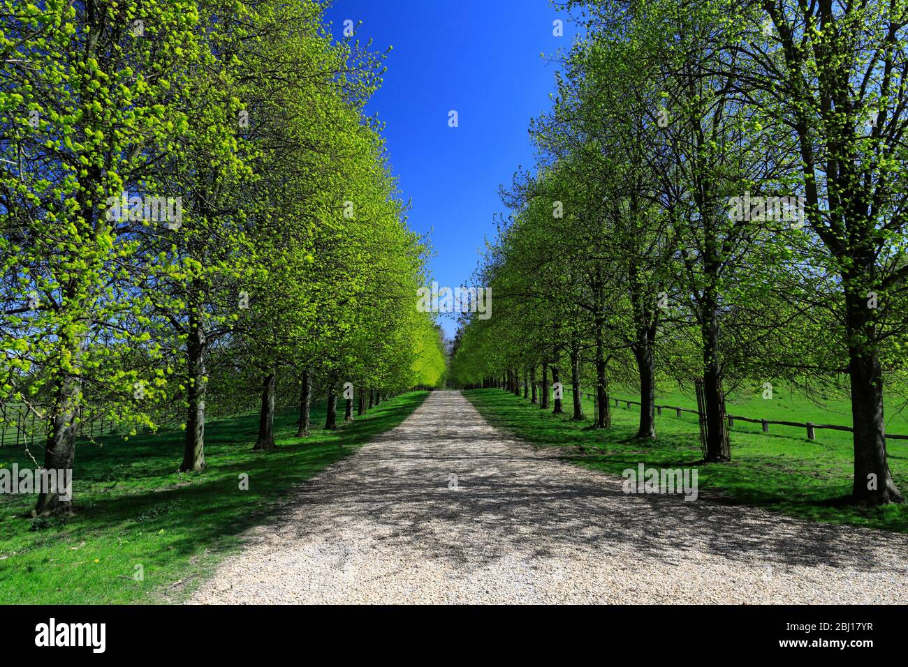 Viale dell'albero della calce a Burghley House, Elizabethan Stately Home al confine di Cambridgeshire e Lincolnshire, Inghilterra. Foto Stock