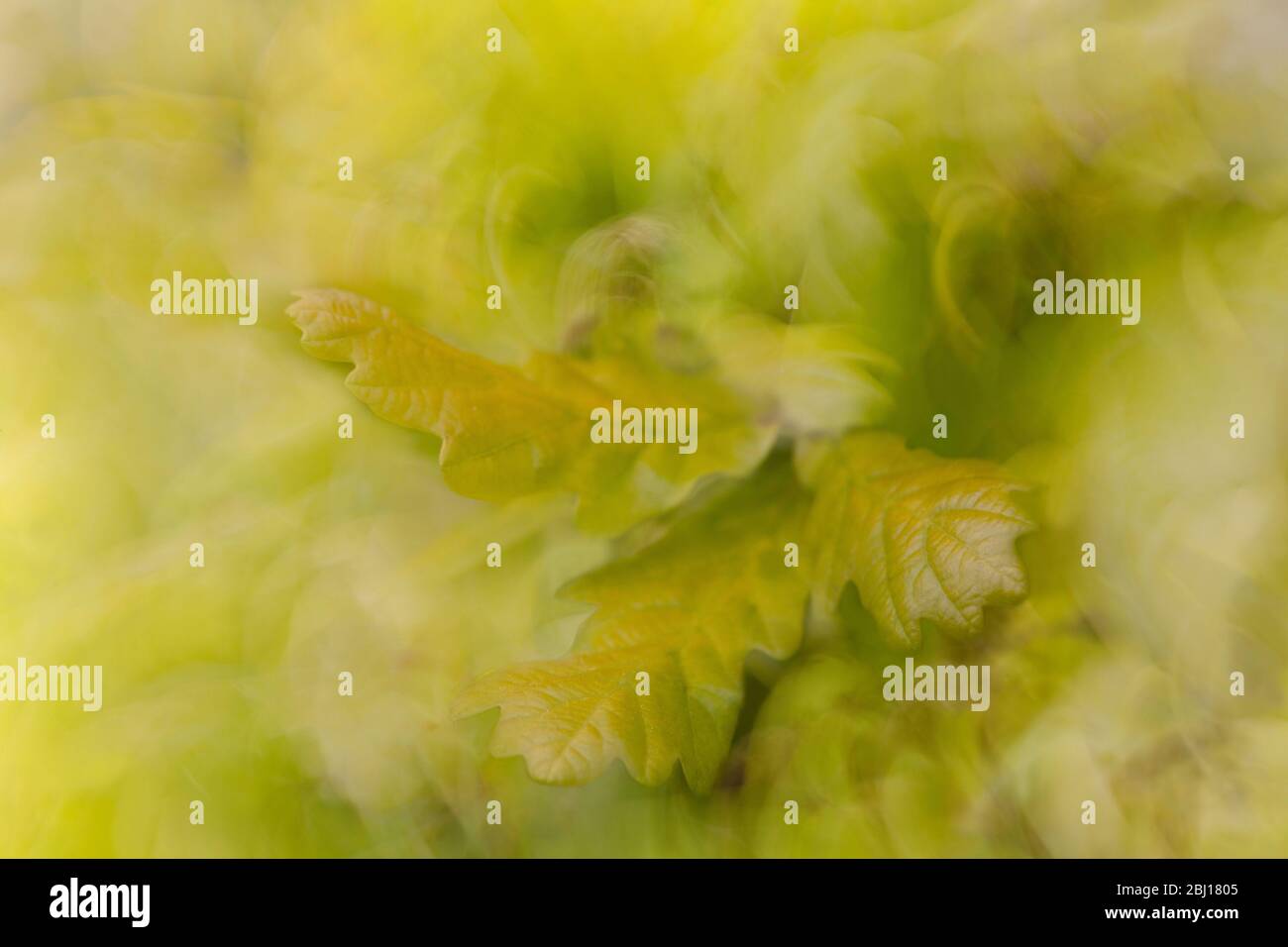 Le foglie di quercia primaverile molto fresche di una quercia peduncola Dartmoor in primo piano si focalizzano contro una sfocatura di fondo del vento nell'albero. Foto Stock