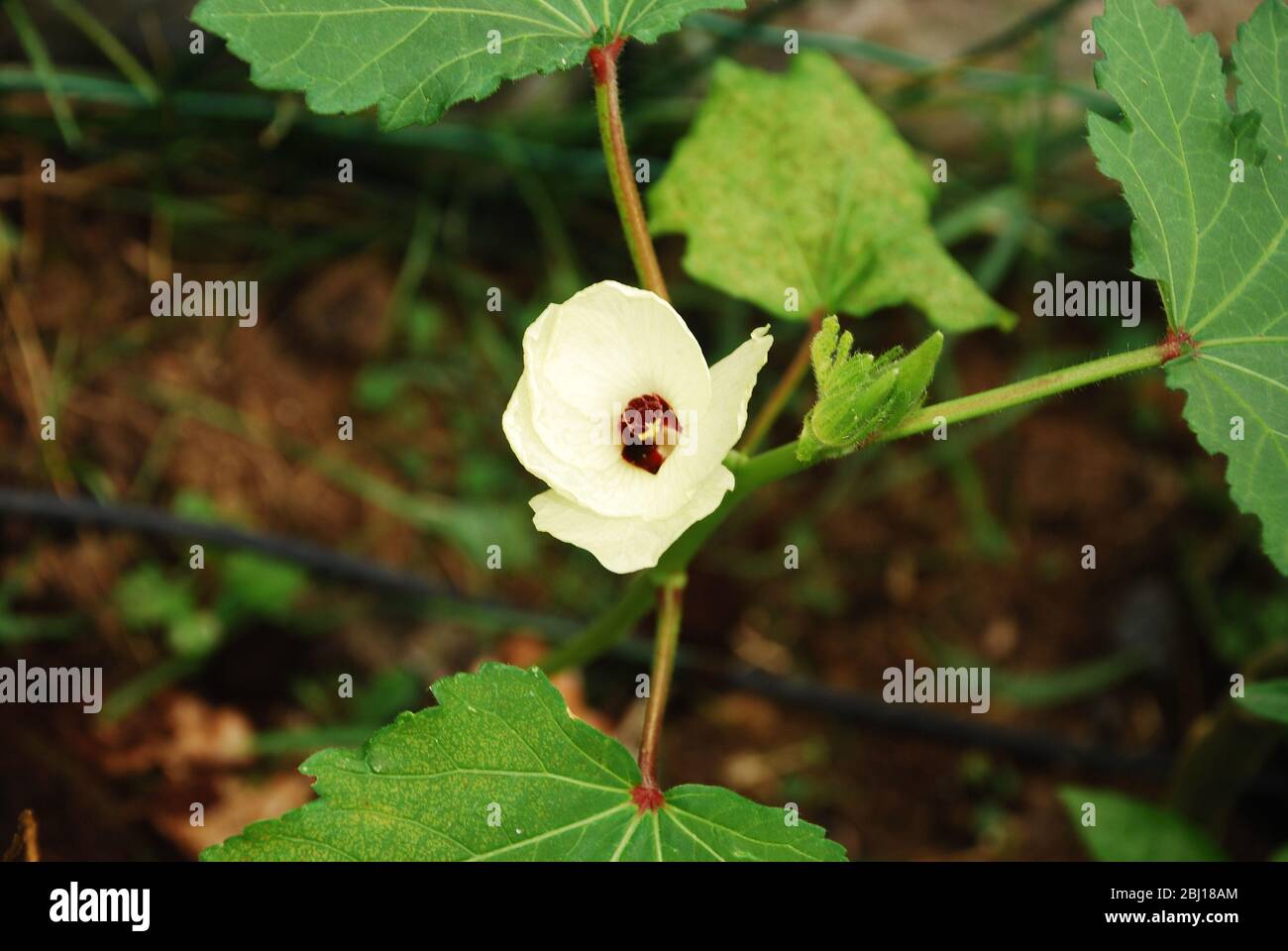 Il fiore delicato e di breve durata di una pianta di okra. Italia Foto Stock