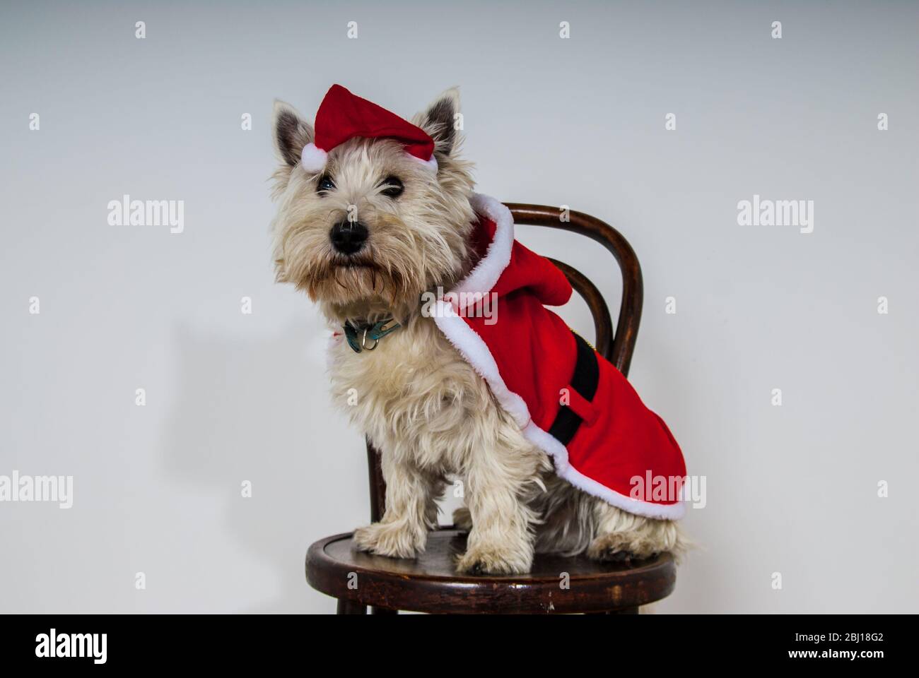 Cane bianco Terrier vestito con santa Suit UK Foto Stock