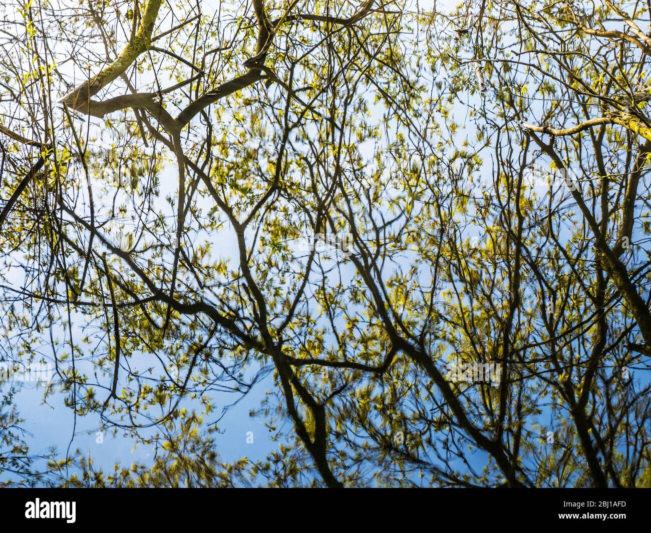 Un'immagine astratta di rami di albero e ramoscelli riflessi nell'acqua ferma di un lago. Foto Stock