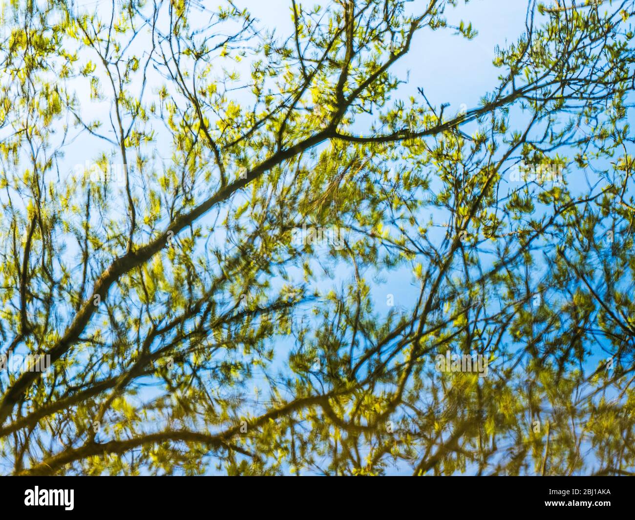 Un'immagine astratta di rami di albero e ramoscelli riflessi nell'acqua ferma di un lago. Foto Stock
