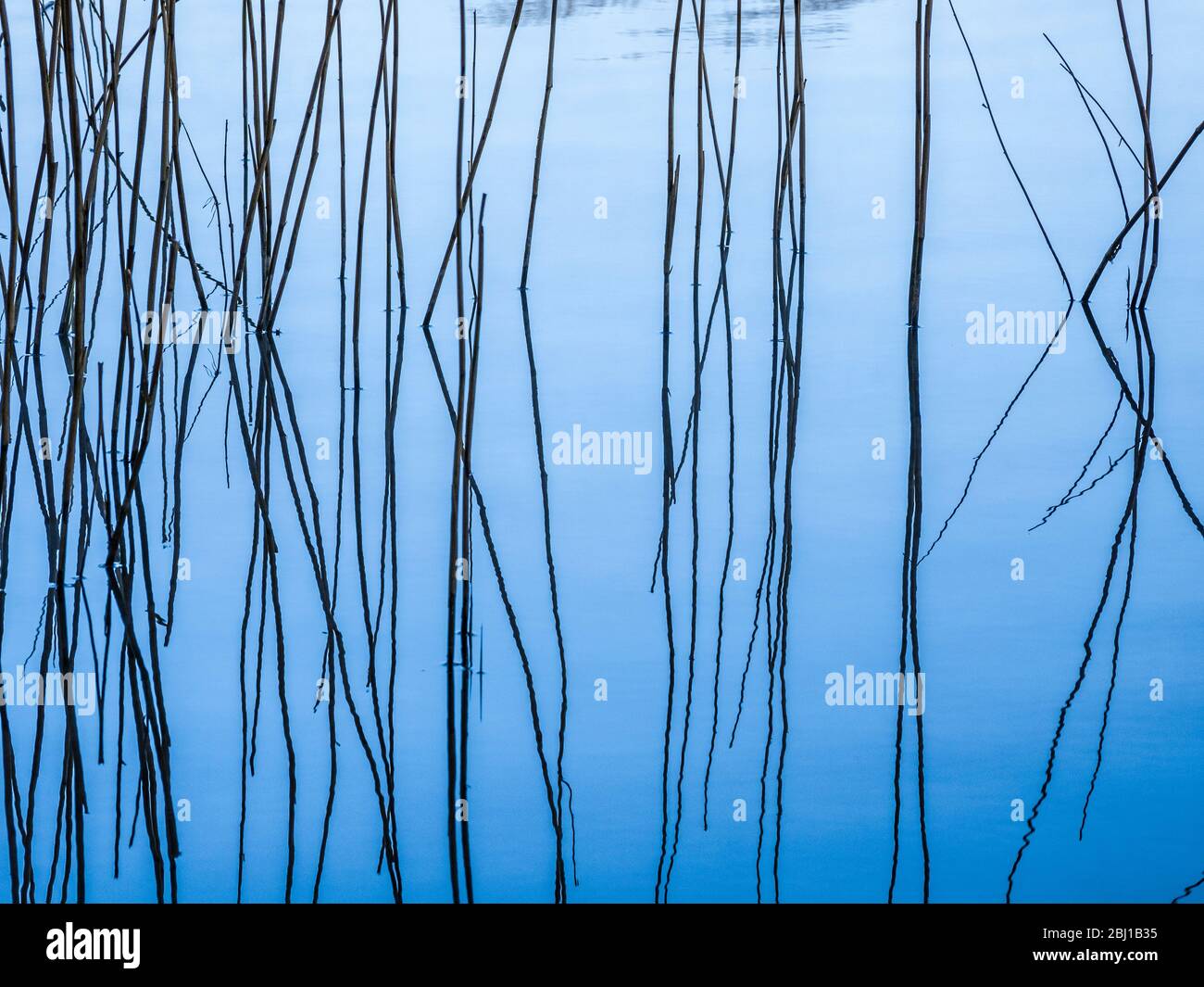 Canne e la loro riflessione nell'acqua ferma di un lago. Foto Stock