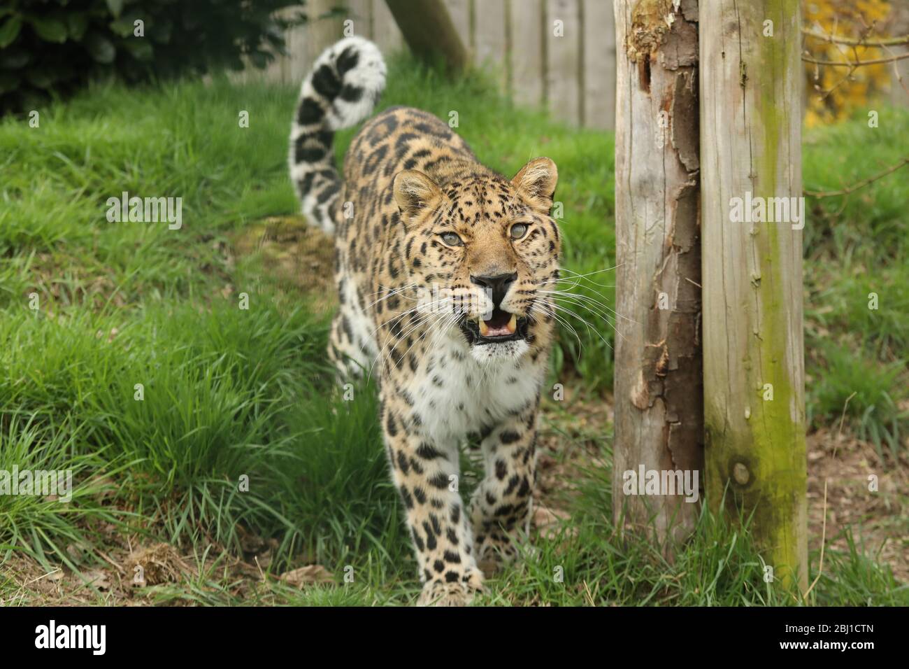 Leopardo dell'Amur Foto Stock