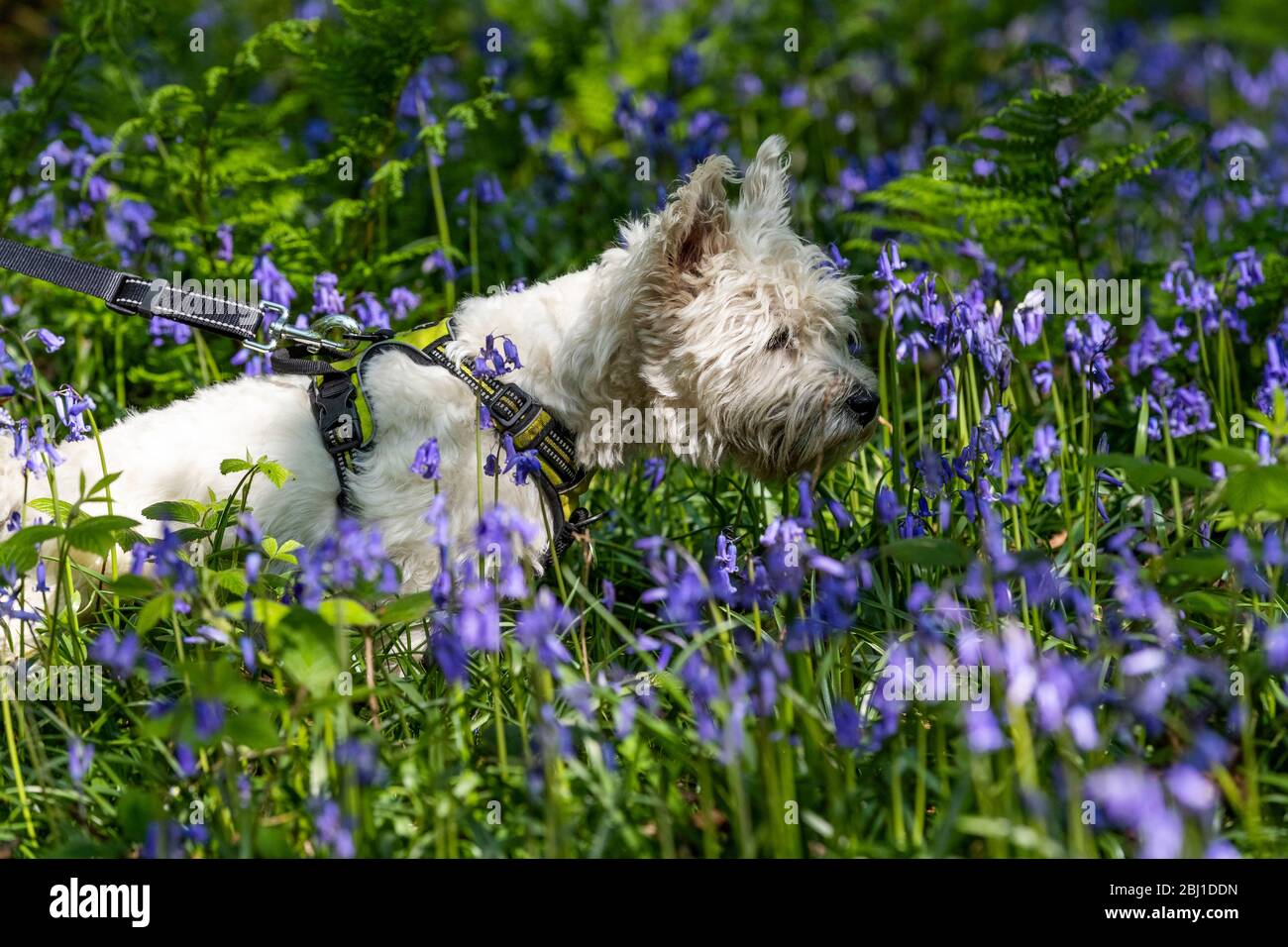West Highland White Terrier sorelle Eric & Ernie fuori per l'esercizio consentito nei boschi di bluebell della Foresta di Dean durante il blocco di Coronavirus. Foto Stock