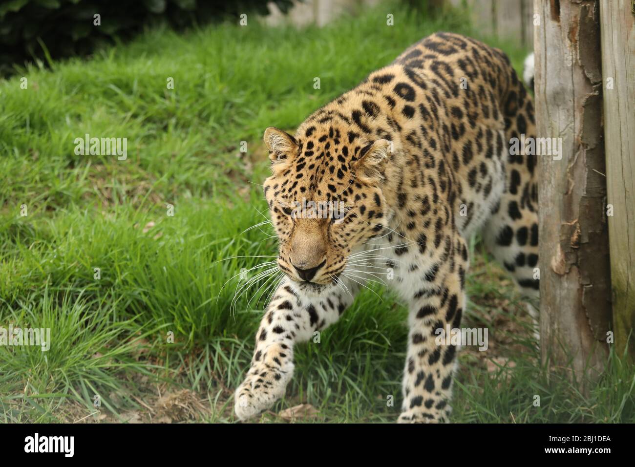 Leopardo dell'Amur Foto Stock