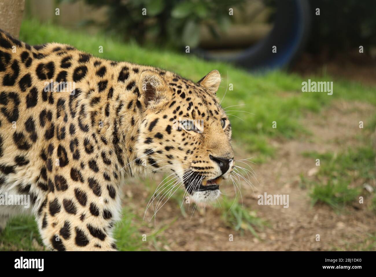 Leopardo dell'Amur Foto Stock