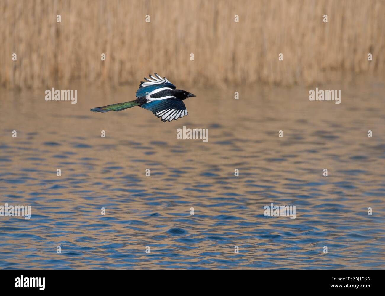 Eurasian Magpie, Pica pica, in volo, sull'acqua, Lancashire, Regno Unito Foto Stock