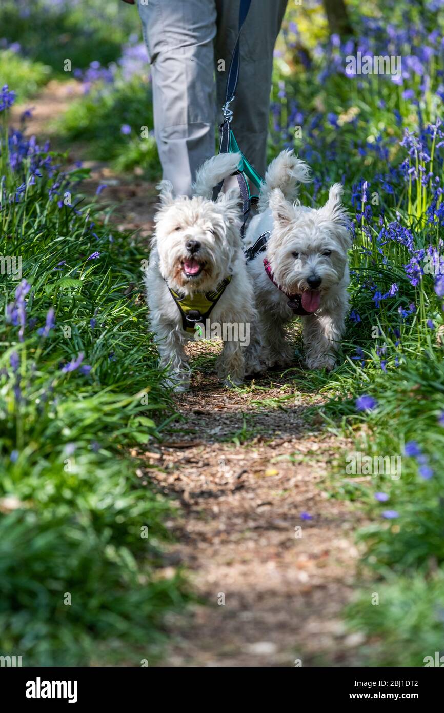 West Highland White Terrier sorelle Eric & Ernie fuori per l'esercizio consentito nei boschi di bluebell della Foresta di Dean durante il blocco di Coronavirus. Foto Stock
