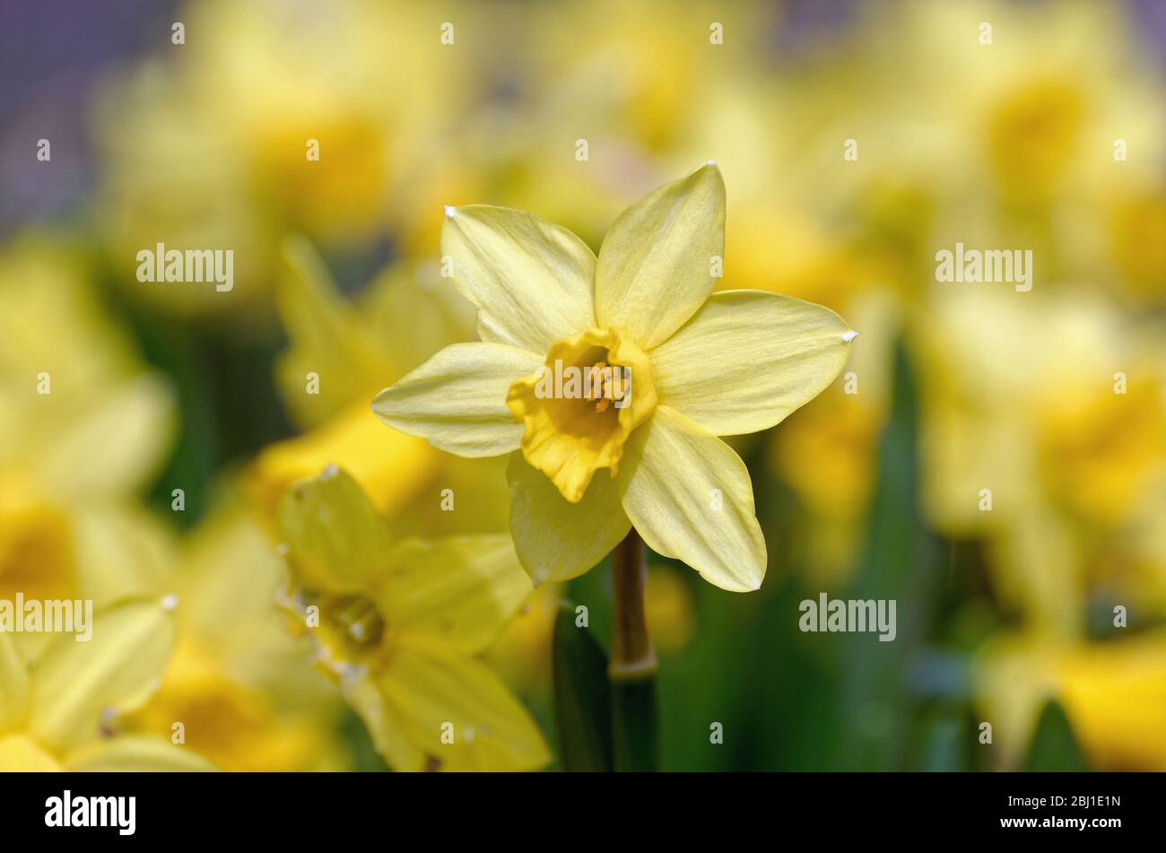 Primo piano di una testa di fiore daffodil tra uno sfondo di fuori fuoco fiori gialli Foto Stock