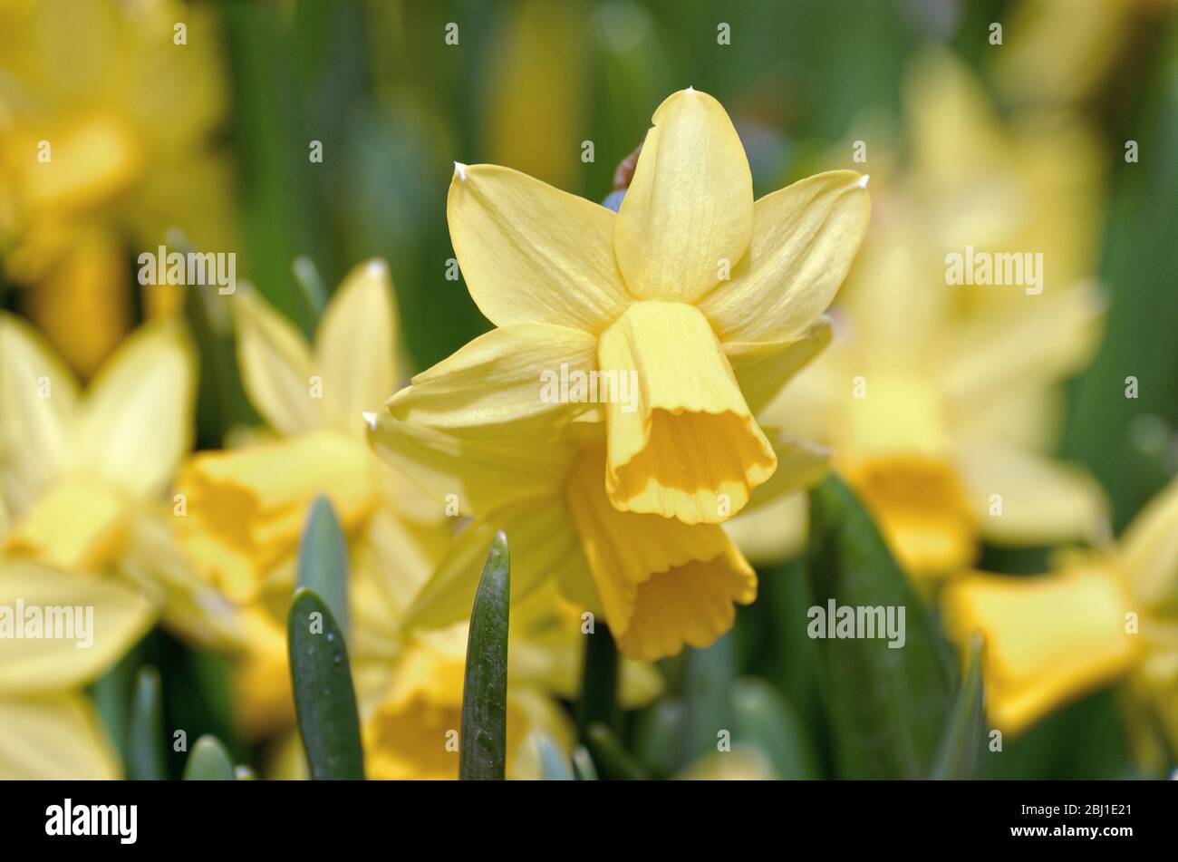 Primo piano di una testa di fiore daffodil tra uno sfondo di fuori fuoco fiori gialli Foto Stock