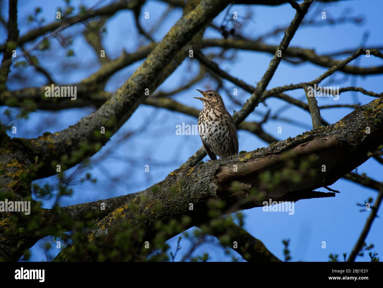 Canzone Thrush, Turdus philomelos, arroccato su un ramo in un albero, Lancashire, Regno Unito Foto Stock