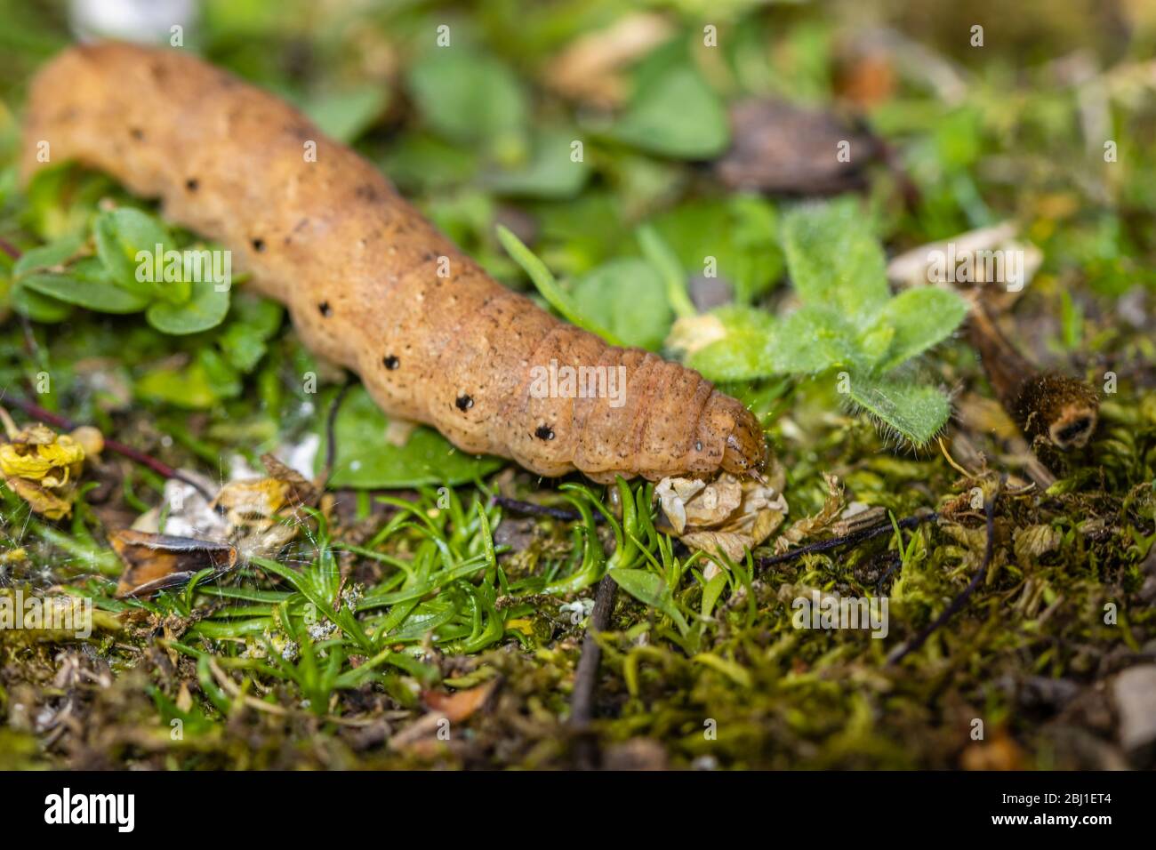 Bruco del carro giallo a bordo largo, Noctua fimbriata, visto in primavera in un giardino nel Surrey, Regno Unito Foto Stock