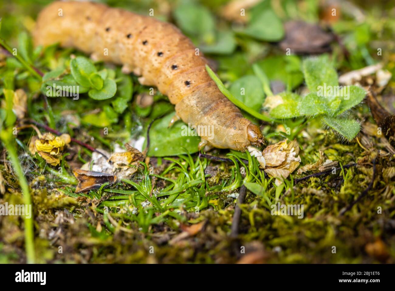 Bruco del carro giallo a bordo largo, Noctua fimbriata, visto in primavera in un giardino nel Surrey, Regno Unito Foto Stock