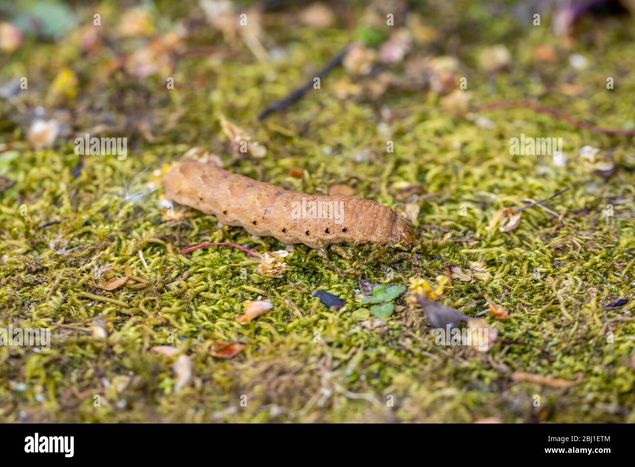 Bruco del carro giallo a bordo largo, Noctua fimbriata, visto in primavera in un giardino nel Surrey, Regno Unito Foto Stock