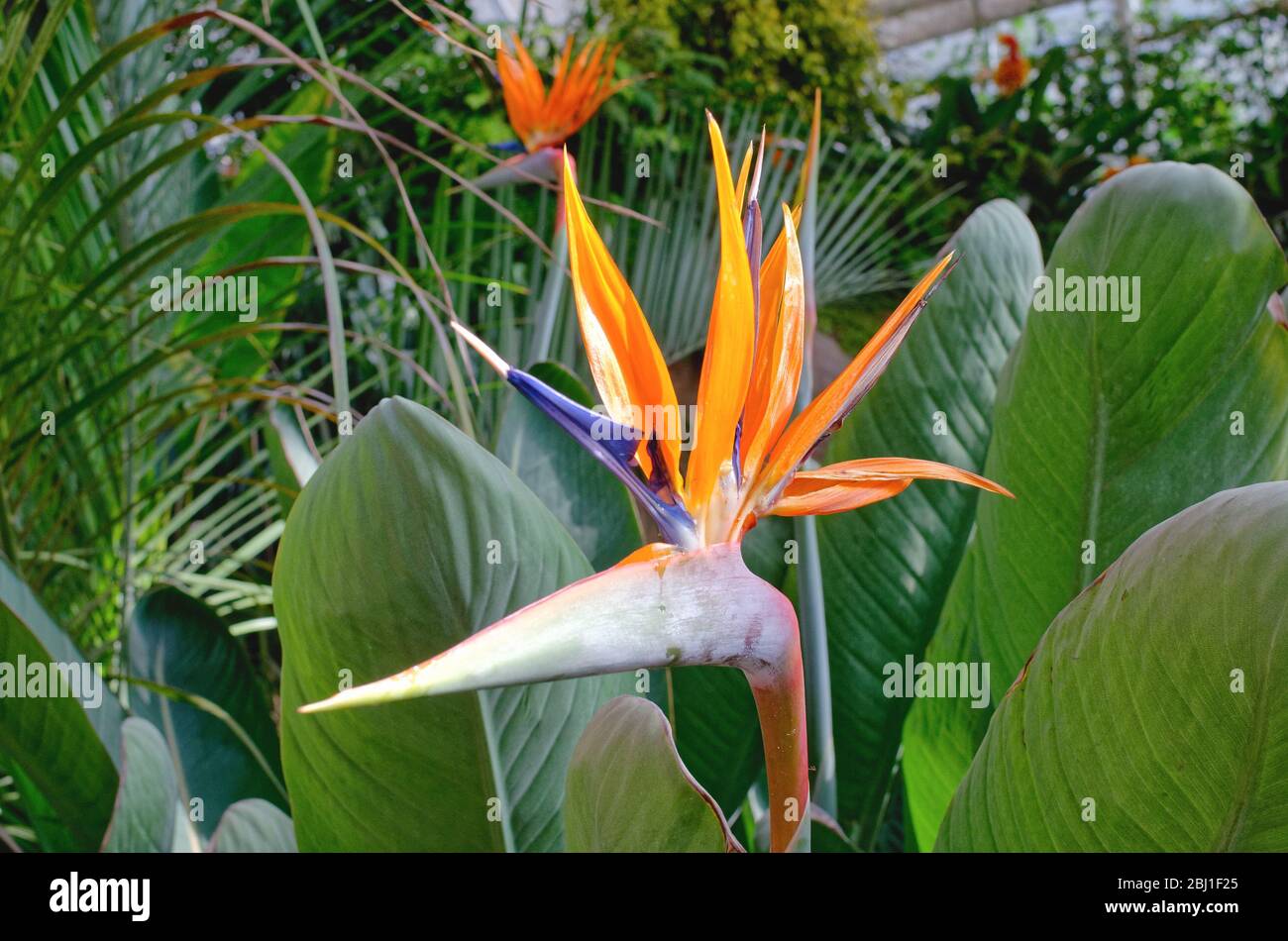 Il fiore della pianta dell'uccello del Paradiso, strelitzia reginae, in piena fioritura Foto Stock