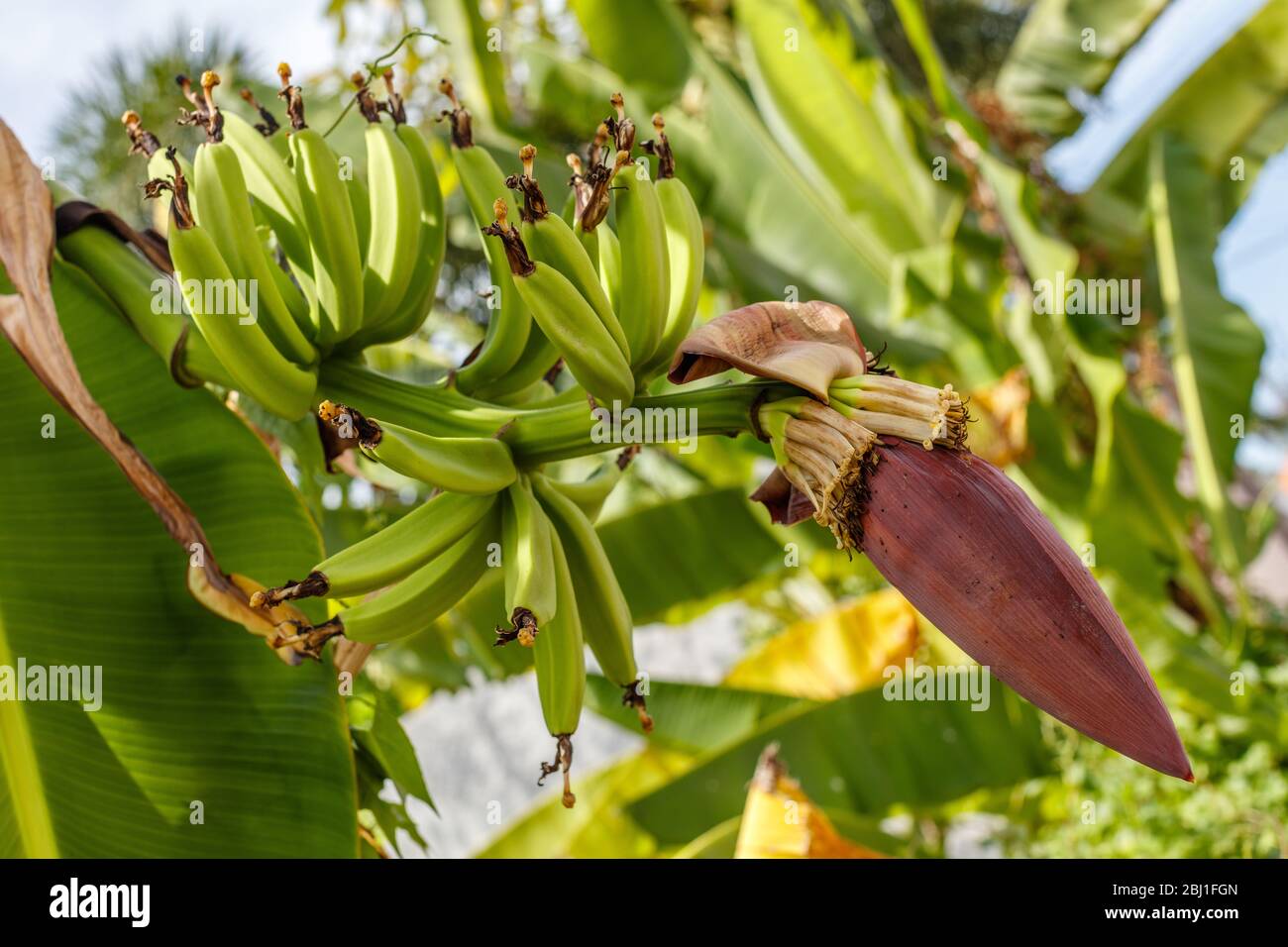 Mazzo di banana verde matura sull'albero e l'infiorescenza di banana (fiore). Bali, Indonesia. Foto Stock