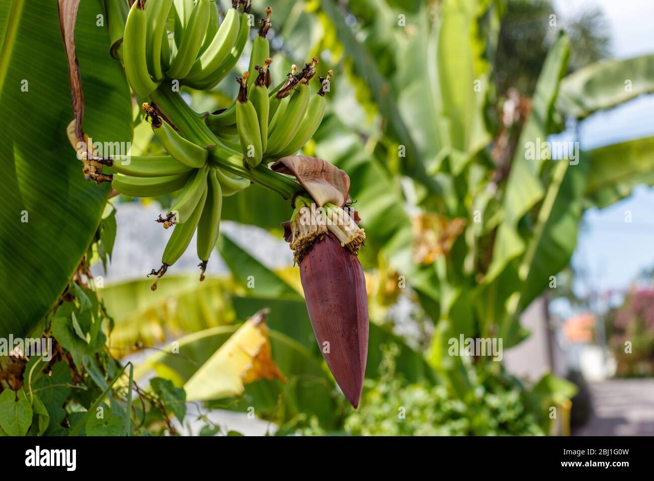 Mazzo di banana verde matura sull'albero e l'infiorescenza di banana (fiore). Bali, Indonesia. Foto Stock