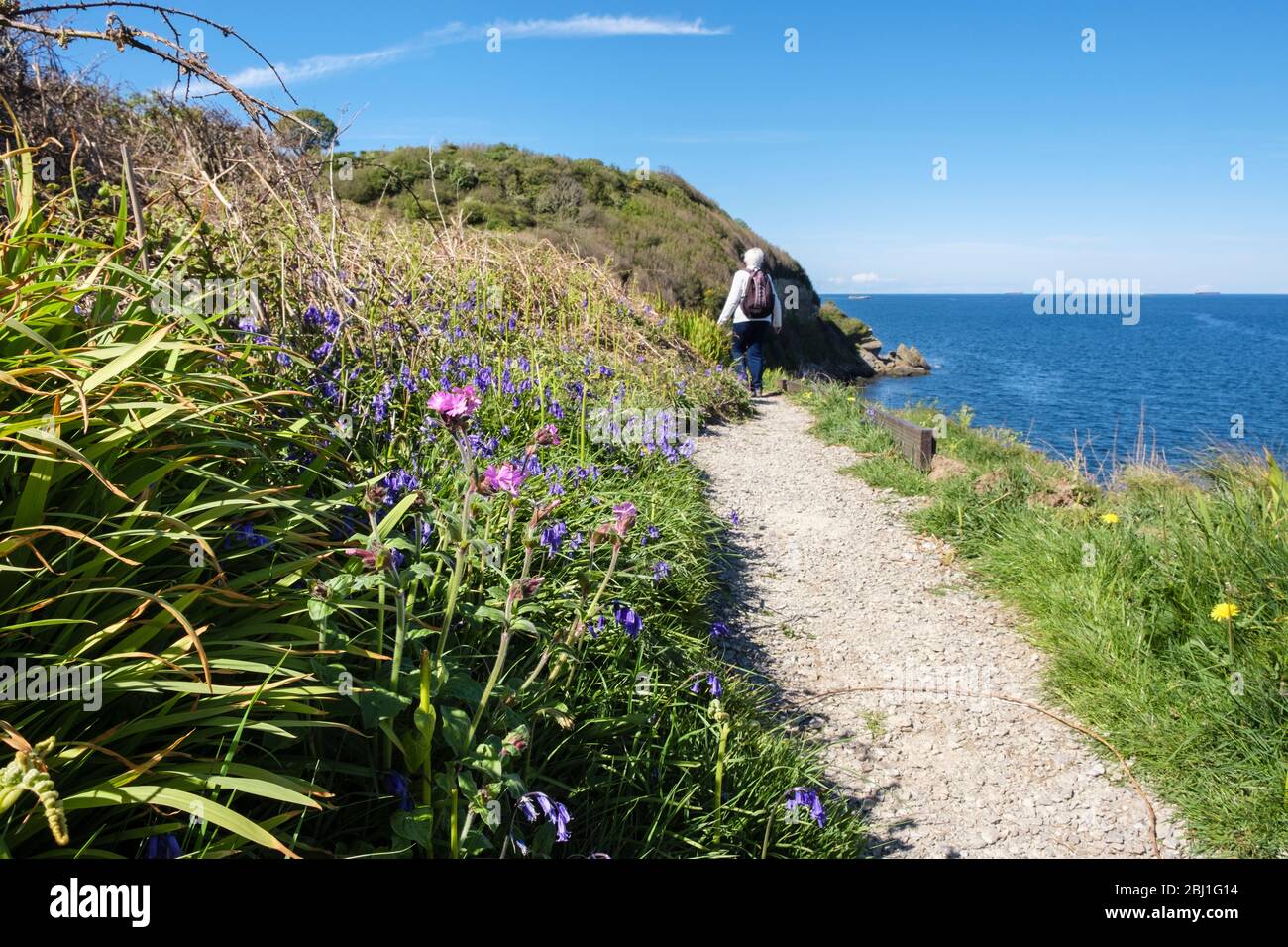 Bluebells cresce lungo il sentiero costiero con un camminatore che cammina via in primavera. Bennlech, Isola di Anglesey, Galles del Nord, Regno Unito, Gran Bretagna Foto Stock