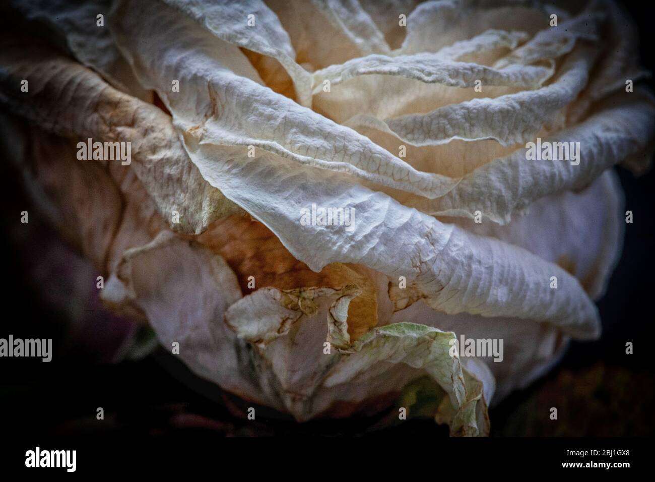 Una rosa crema crea belle texture come si appassisce e muore, studio girato su uno sfondo nero. Foto Stock