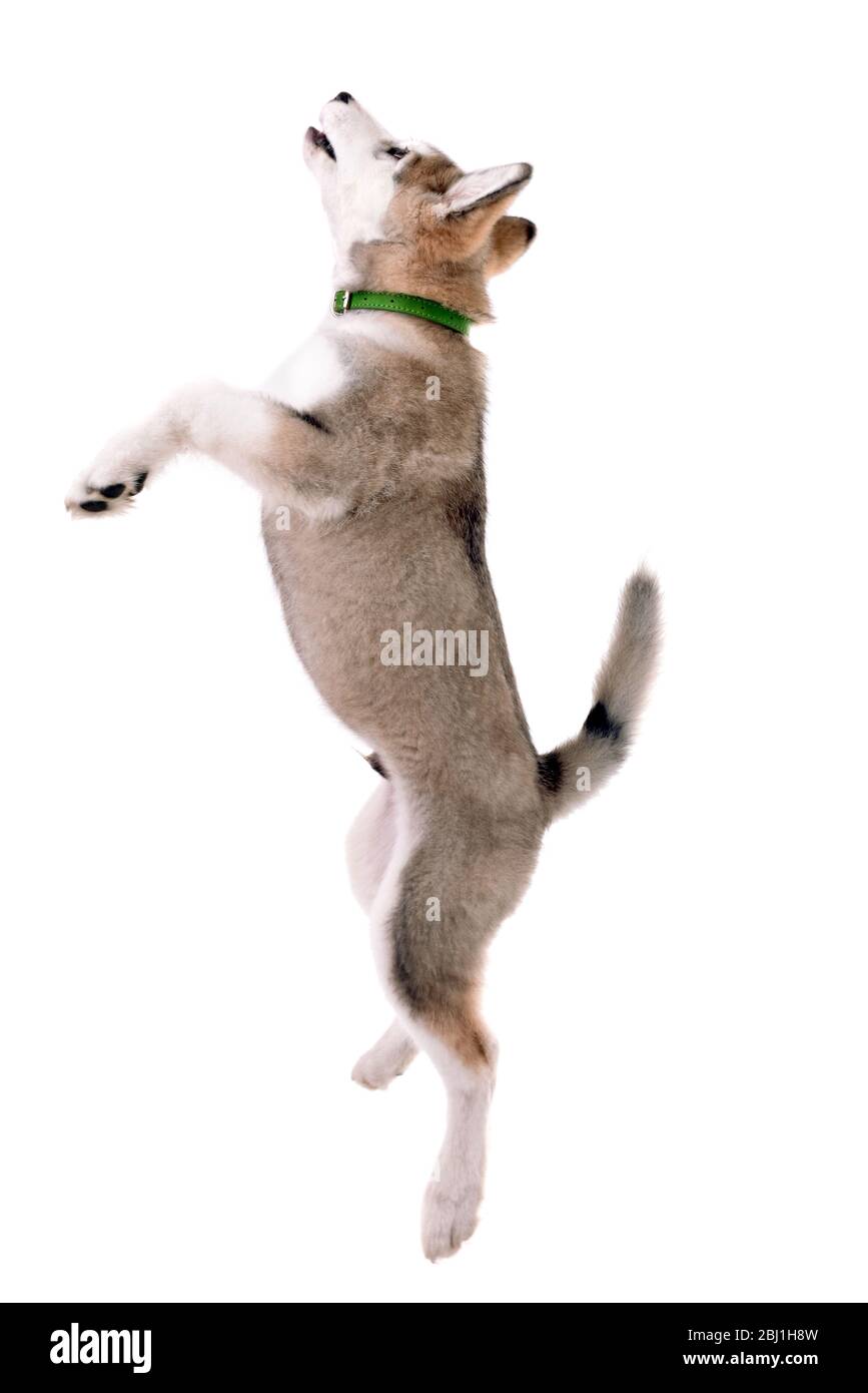 Malamute cucciolo salto isolato su bianco Foto Stock