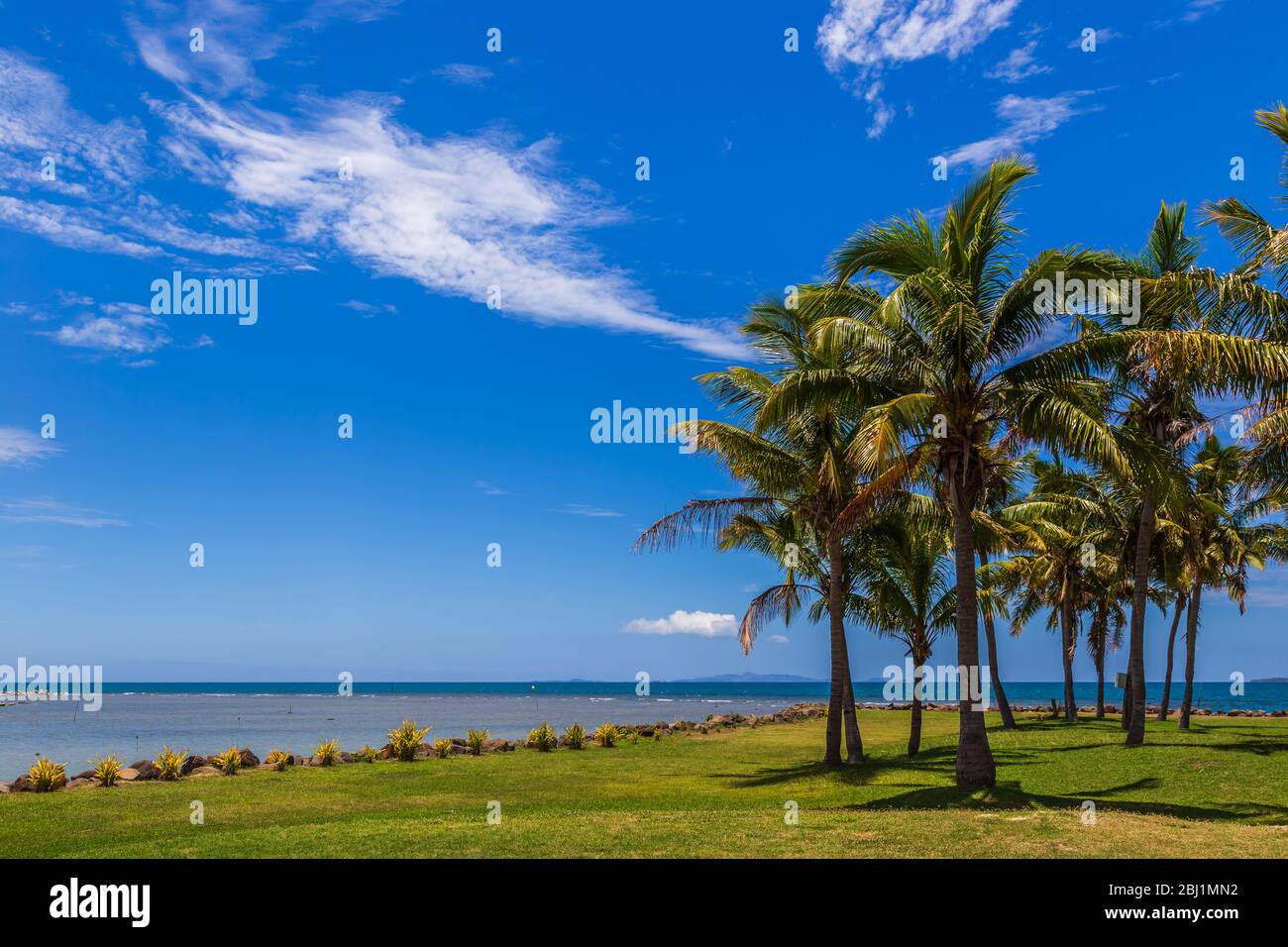 Palme da cocco (Cocos nucifera), con noci di cocco, contro un cielo blu con nubi soffici. Foto Stock