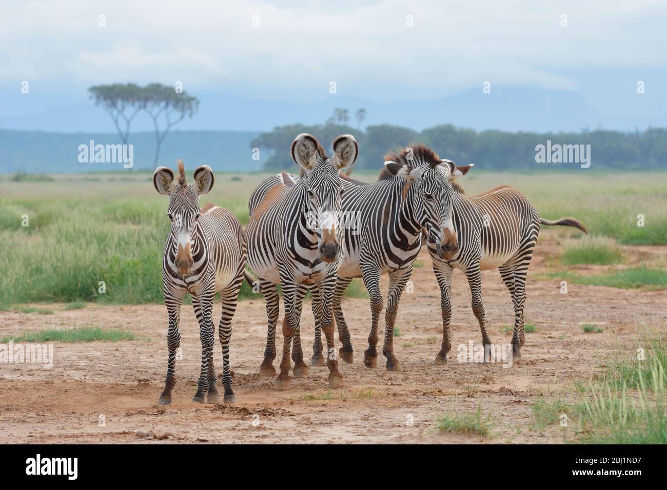 Mandria di Zebra di Grevy in via di estinzione Rilassati nella riserva semi-desertica di Buffalo Springs, immersa nel verde dopo le peggiori inondazioni degli ultimi 50 anni. Foto Stock