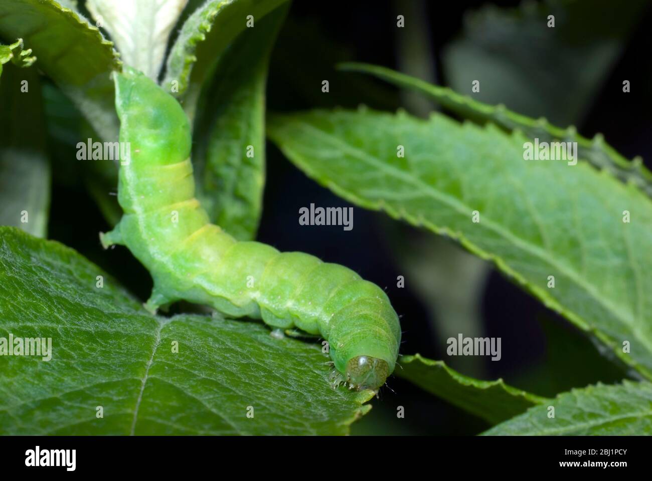Angolari Moth caterpillar Foto Stock