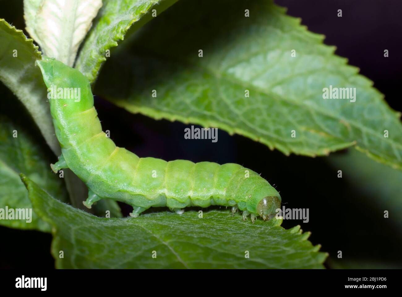 Angolari Moth caterpillar Foto Stock