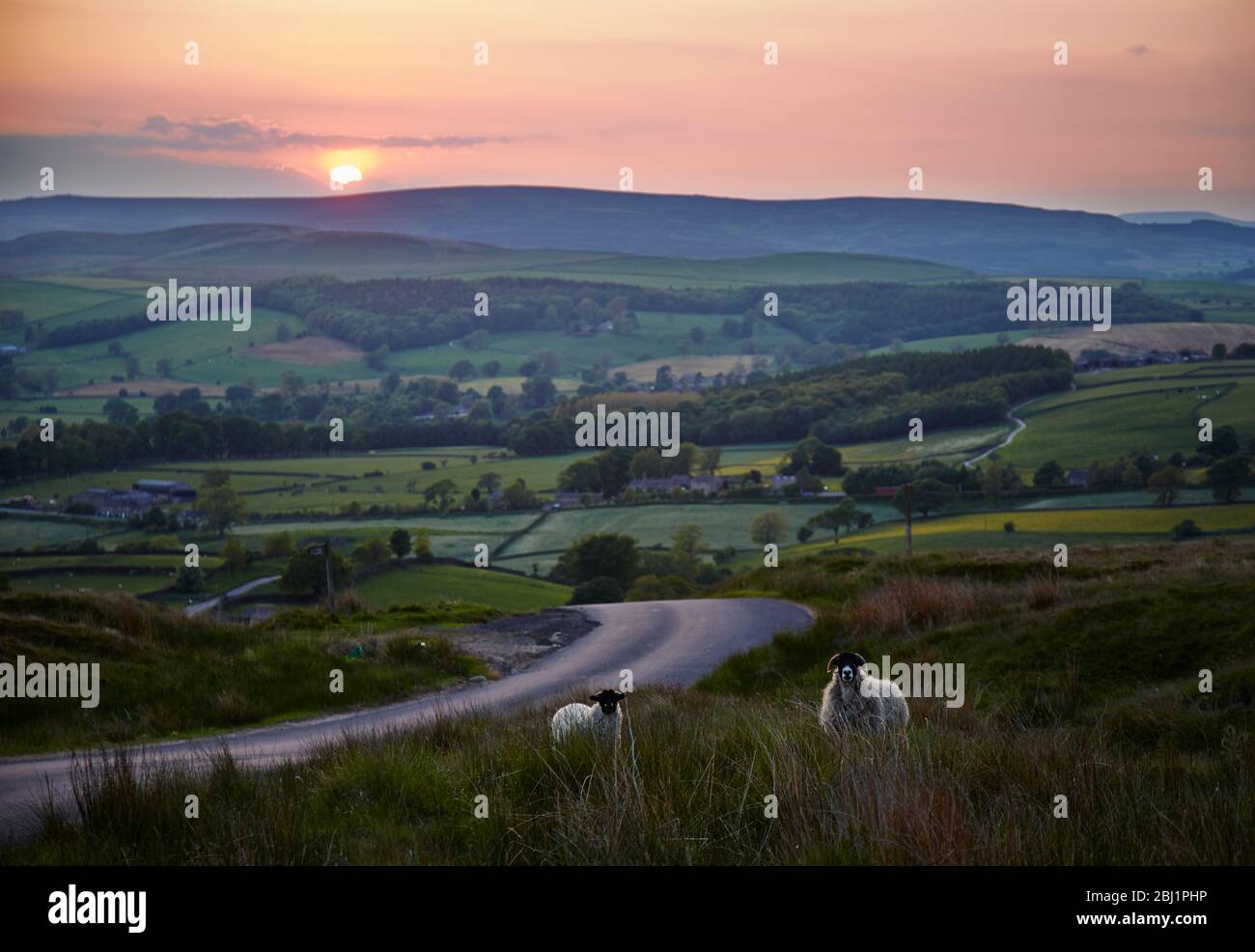 Pecora di Swaledale con agnello sulla strada di una splendida vista dello Yorkshire da Beacon Beamsley al tramonto Foto Stock