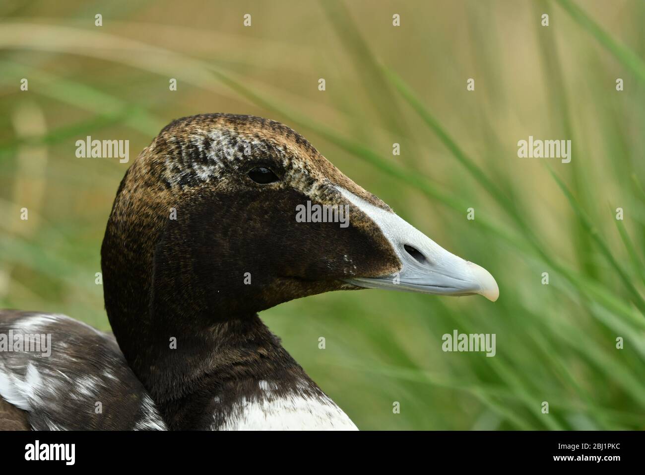 Il comune eider clouse su ritratto Foto Stock