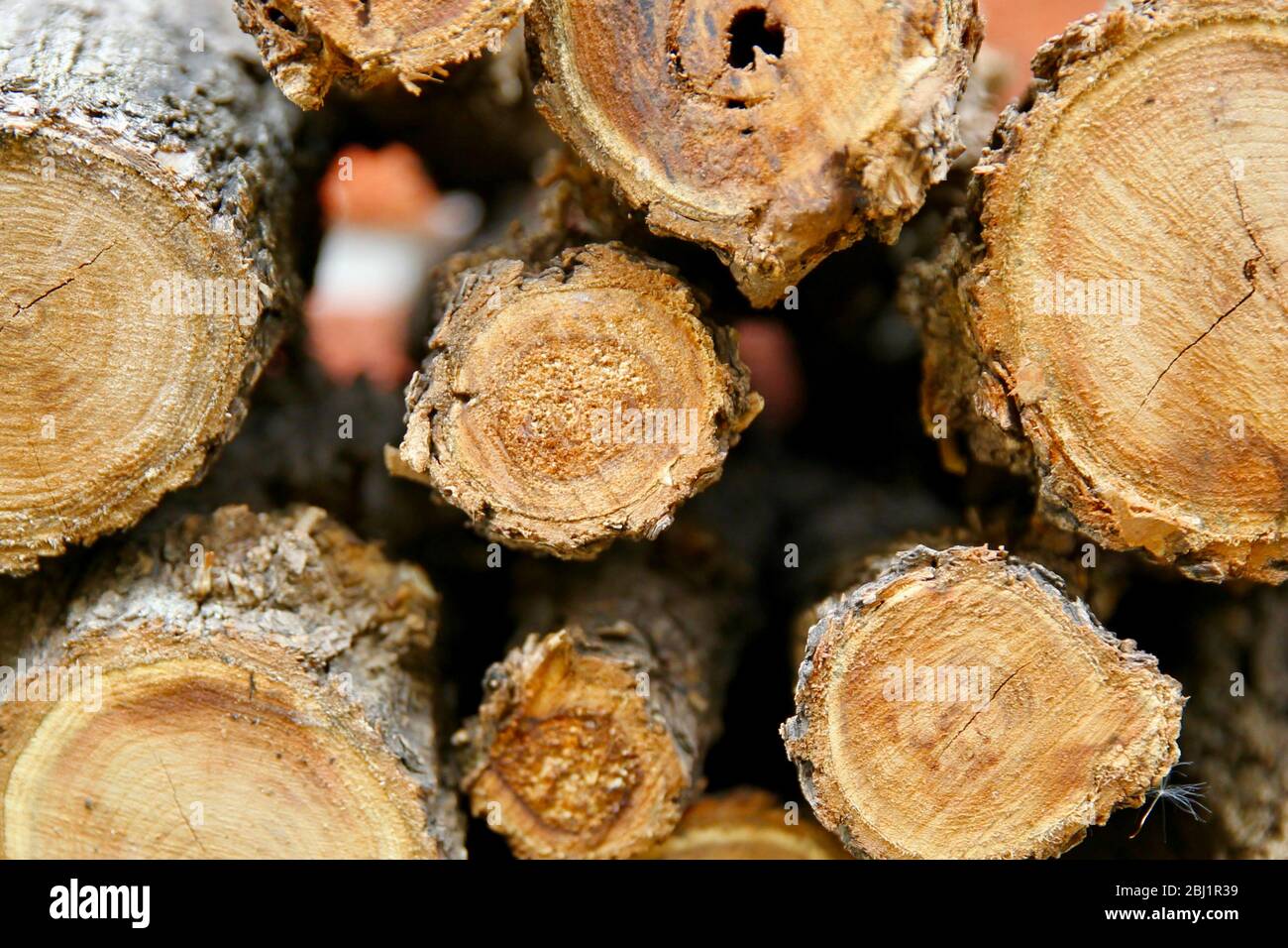 Tronchi di legna da ardere. Foto Stock