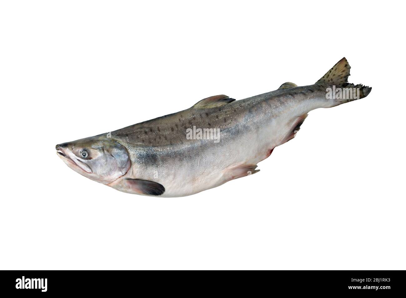 Pesce di salmone rosa intero isolato su sfondo bianco senza ombra. Foto Stock