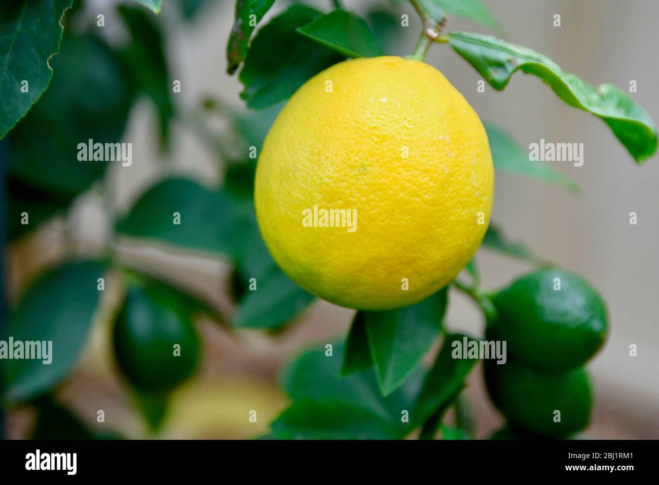 Limoni che crescono su un albero, Sydney, Australia. Foto Stock