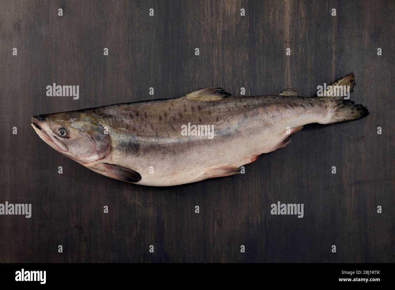 Pesce di salmone crudo intero fresco su sfondo di legno scuro. Vista dall'alto con spazio per le copie. Foto Stock
